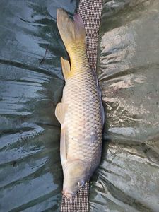 Common Carp