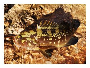 Brown Grouper (Dusky)