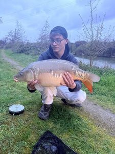Mirror Carp
