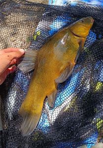 Tench