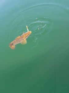 Ballan Wrasse