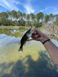 Largemouth Bass