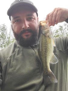 Largemouth Bass