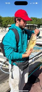 Largemouth Bass