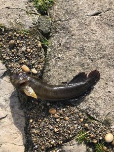 Black Goby