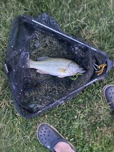 Largemouth Bass