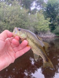 Largemouth Bass