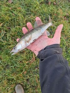Zander