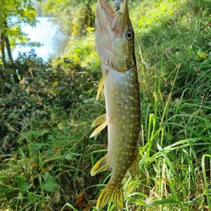 Northern Pike