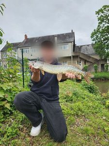 Northern Pike