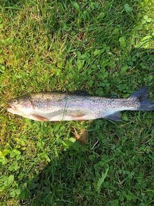 Rainbow Trout