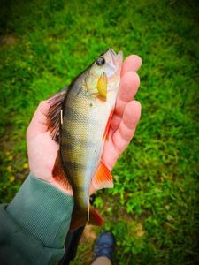European Perch