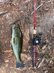 Largemouth Bass