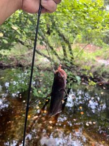 Black Bullhead