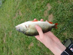 European Perch