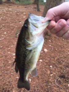 Largemouth Bass