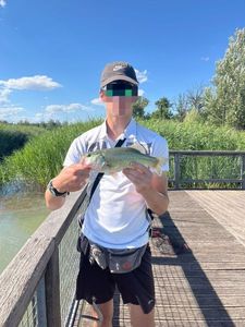 Largemouth Bass