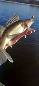 Zander