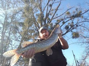 Northern Pike