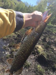 Northern Pike