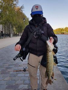 Northern Pike