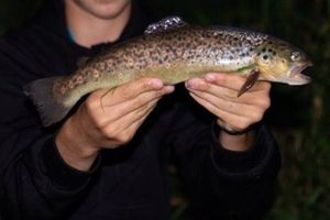 Brown Trout