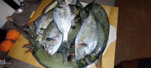 Gilthead Seabream