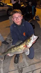Zander
