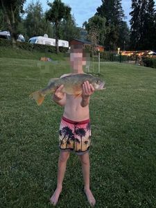 European Perch