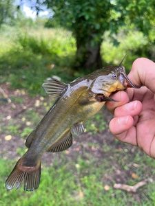 Black Bullhead