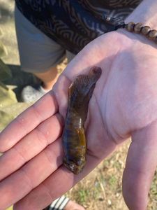 Giant Goby