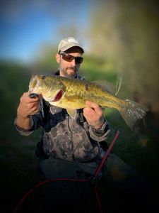 Largemouth Bass
