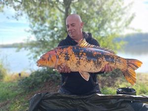 Koï Fish
