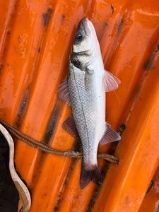 European Bass (Seabass)