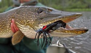 Northern Pike