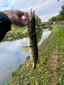 Northern Pike