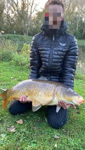 Common Carp