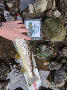 Brown Trout