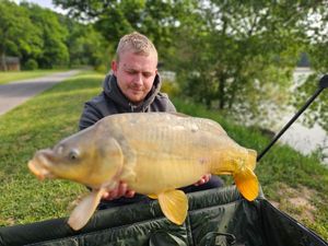Mirror Carp