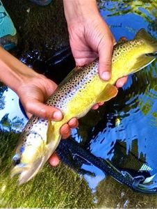 Brown Trout
