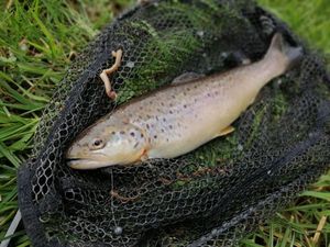 Brown Trout