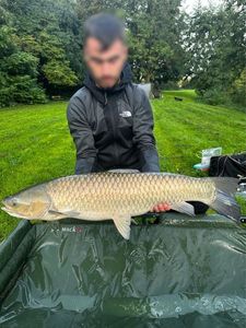 Grass Carp