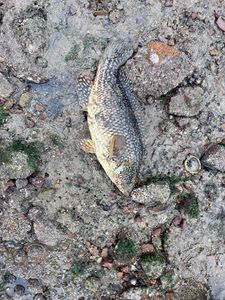 Ballan Wrasse