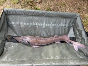 Sturgeon