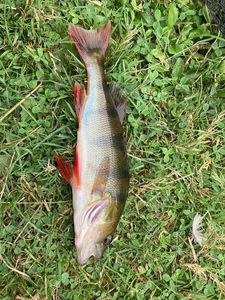 European Perch