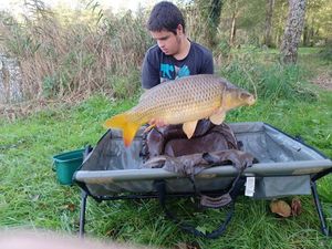 Common Carp