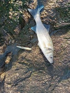 European Bass (Seabass)