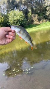 European Perch