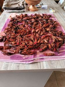 Red Swamp Crayfish
