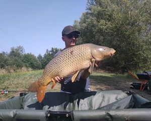 Common Carp
